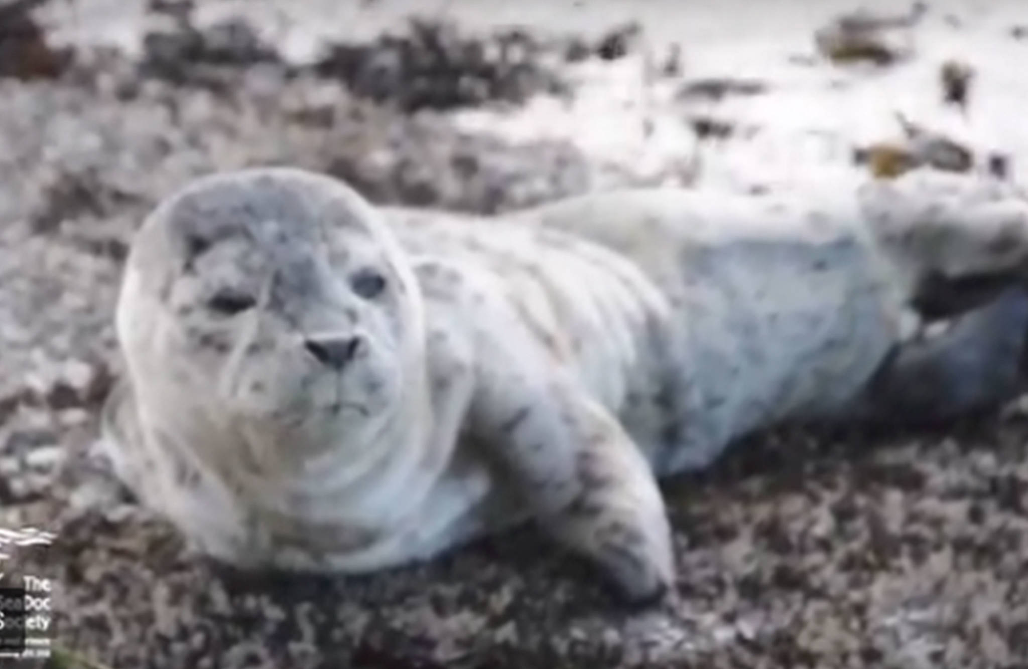 SeaDoc interns help abandoned seal pup