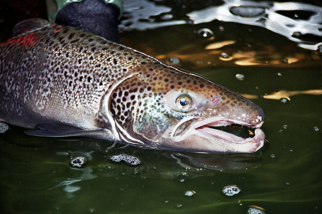 Update on salmon escape in the San Juans