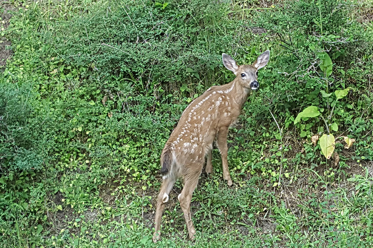 San Juan Islands are overrun by deer