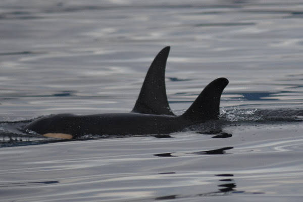 Contributed photo/Center for Whale Research                                J-52, one of six orcas born during the “baby boom” of 2015, has passed.