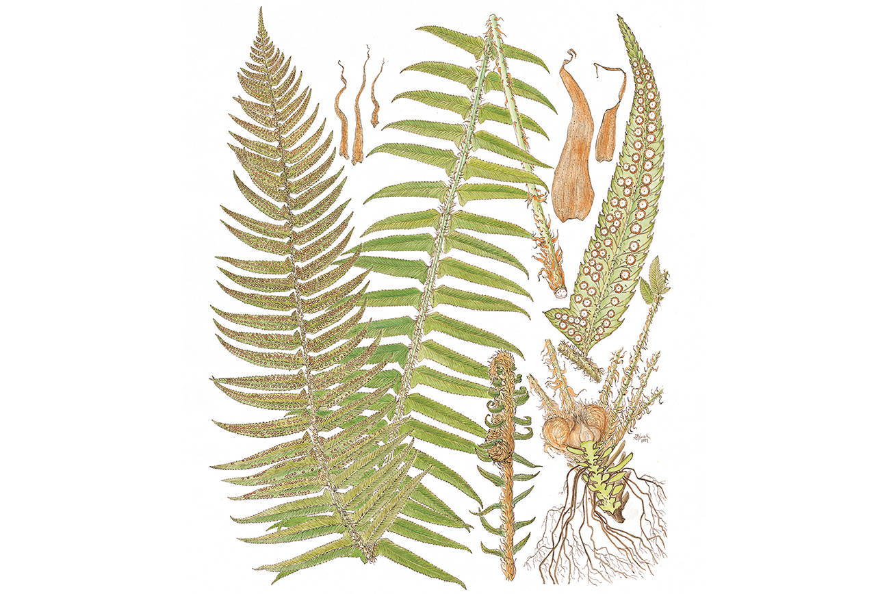 Botanical illustration workshop