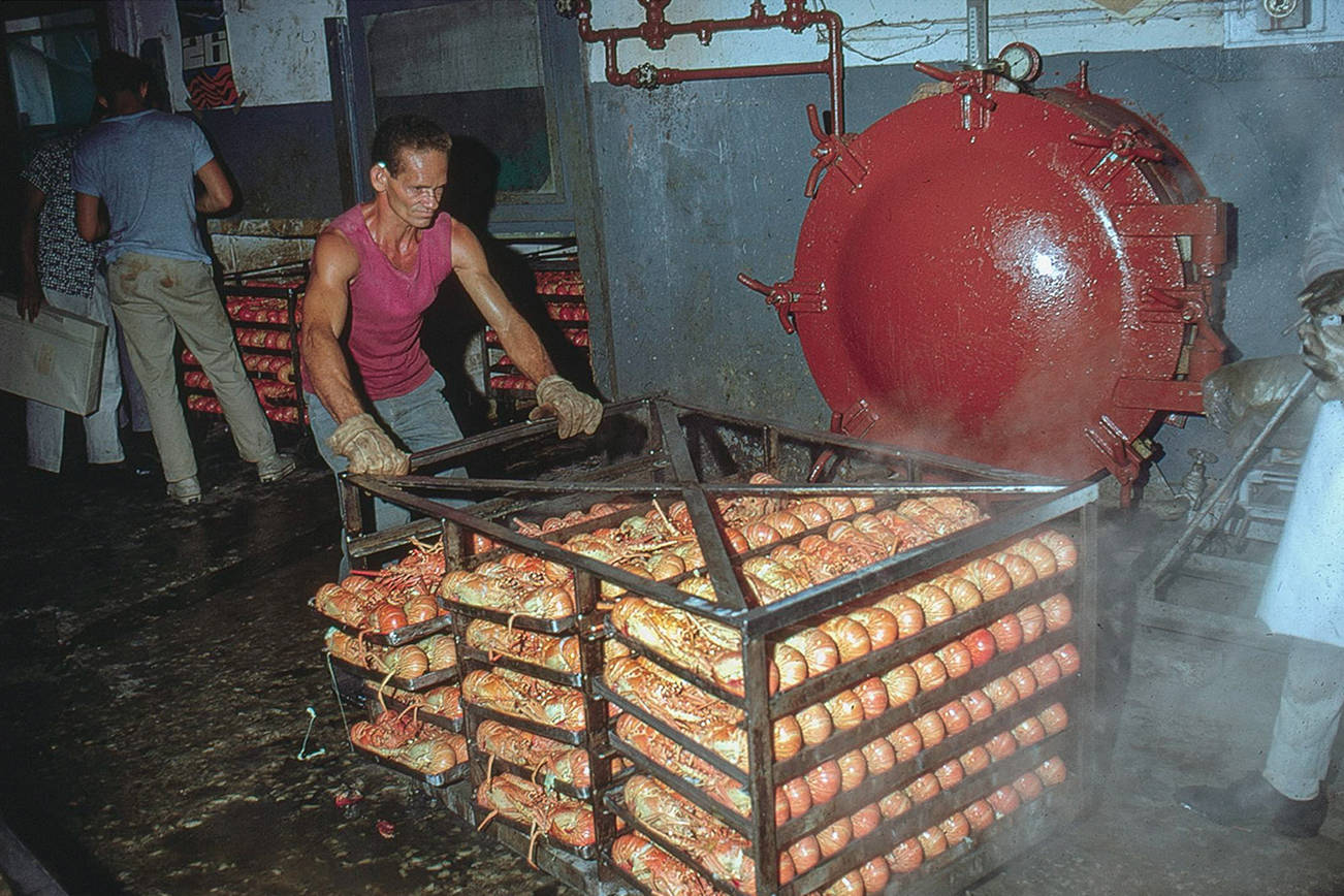 Contributed photo/Richard Fagen                                Cooked lobsters being removed from the steam oven in 1969.