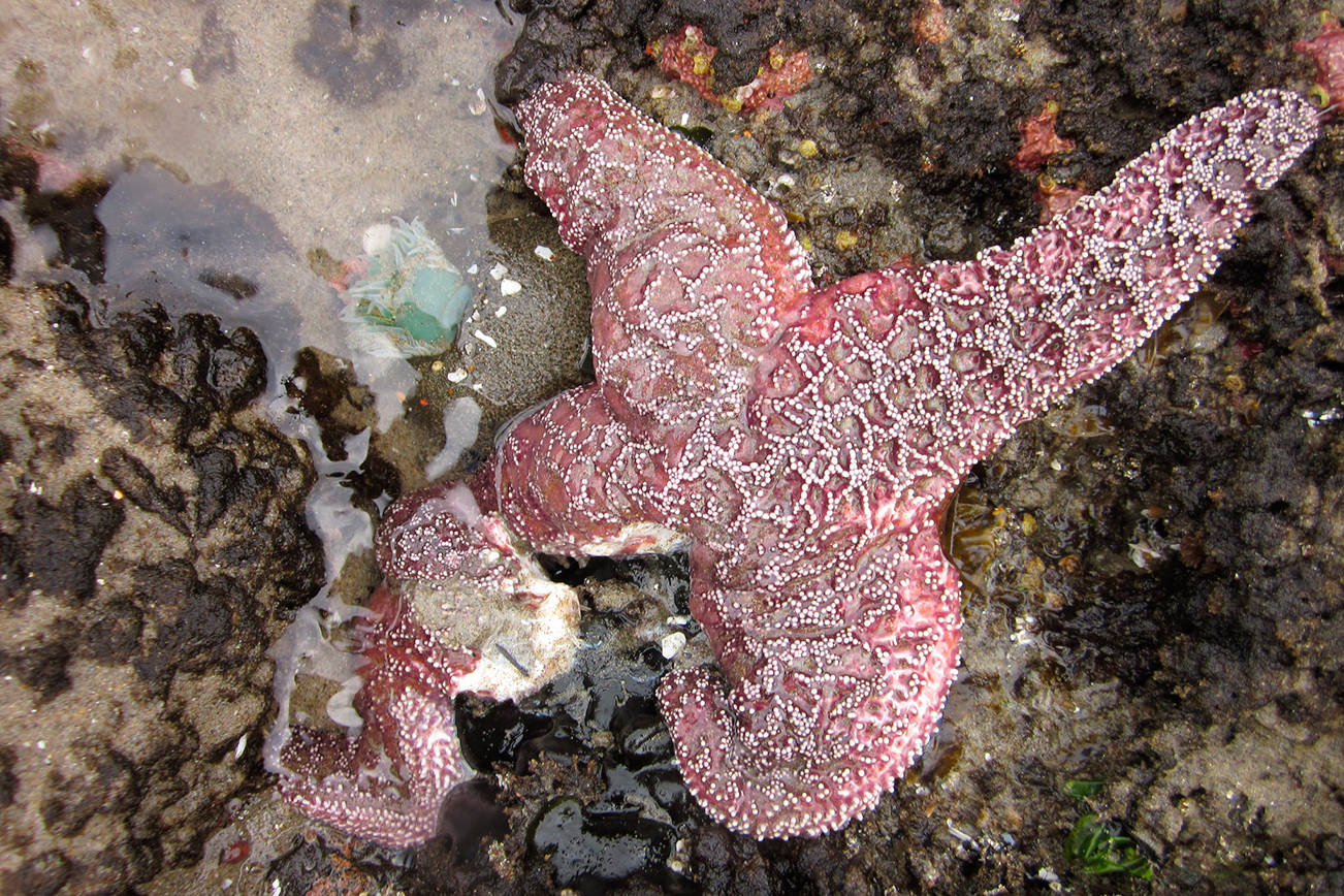 The leg of this purple ochre sea star in Oregon is disintegrating, as it dies from sea star wasting syndrome. (Photo by Elizabeth Cerny-Chipman, courtesy of Oregon State University)