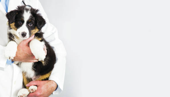 Orcas veterinarian offers mobile services to all islands