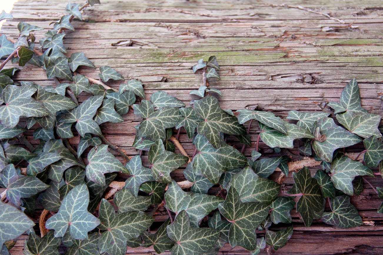 Watch out for noxious weed, English ivy