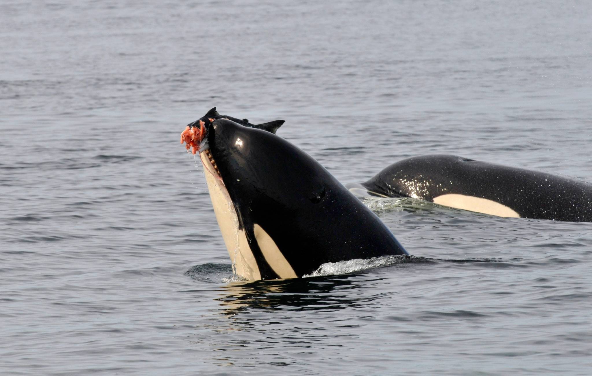 Photo credit/ Dr. Astrid van Ginneken, Center For Whale Research