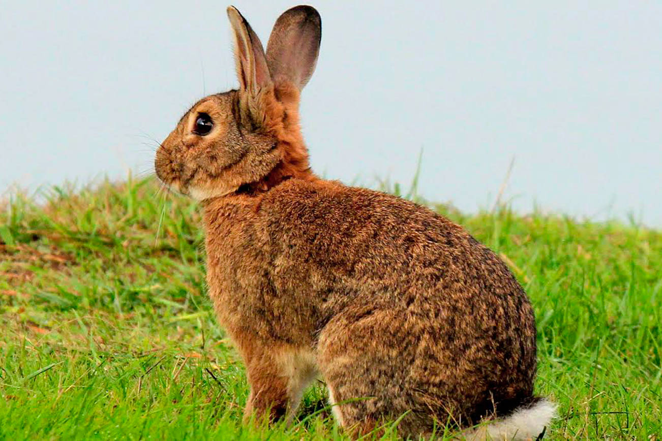 Deadly rabbit disease inches toward the San Juan Islands