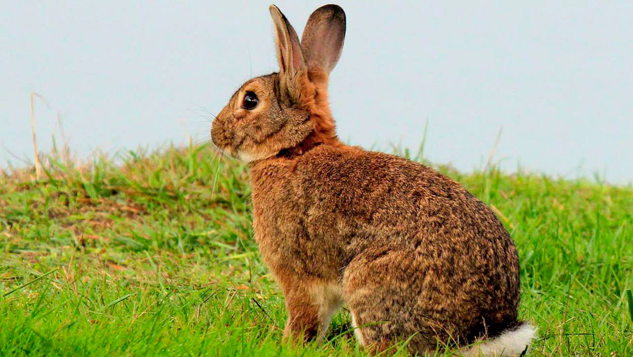 Deadly rabbit disease inches toward the San Juan Islands