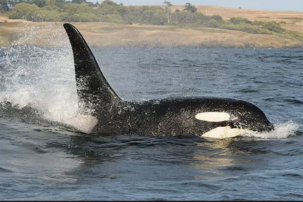 Contributed photo/Dave Ellifrit, Center for Whale Research                                Left: L92 was last seen in by researchers for the Center for Whale Research in November 2017.