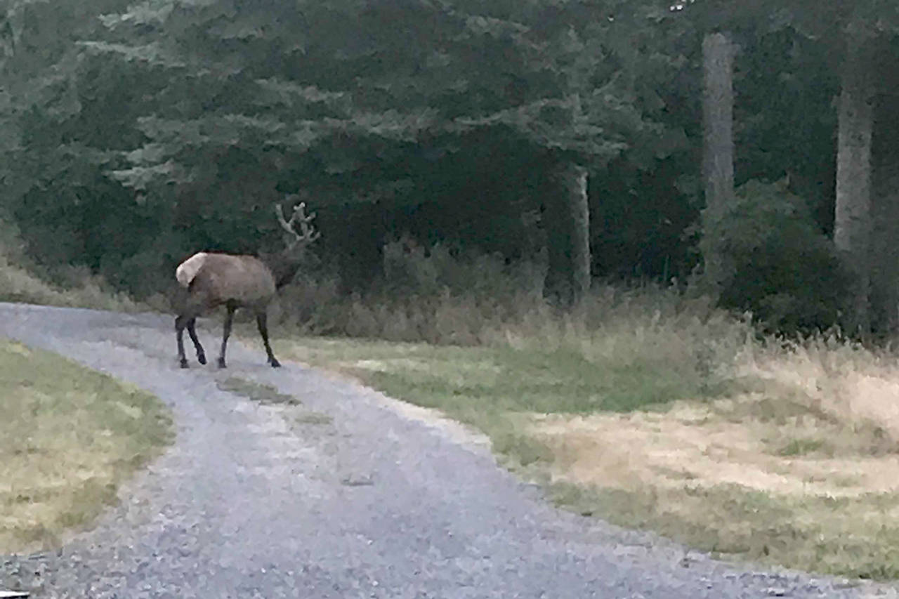 Elk on Orcas