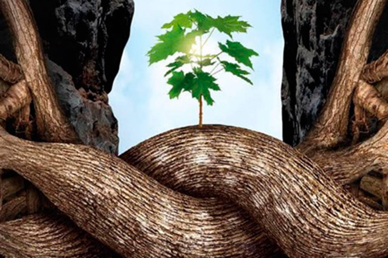 Can trees talk. Эбеновое дерево в природе. Айланд дерево. Дупло тропический остров. Слон Эбеновое дерево.