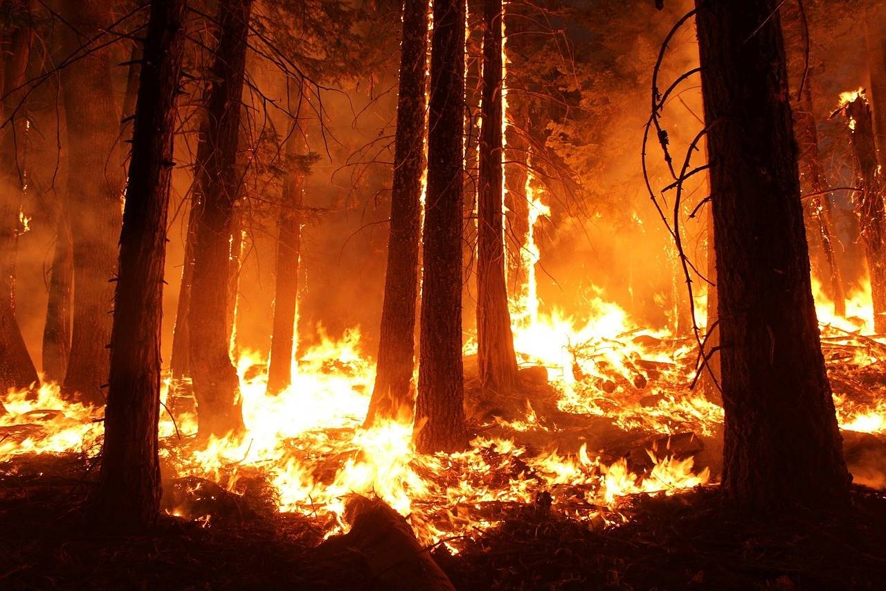 Are we ready for a wildfire? | Guest Column