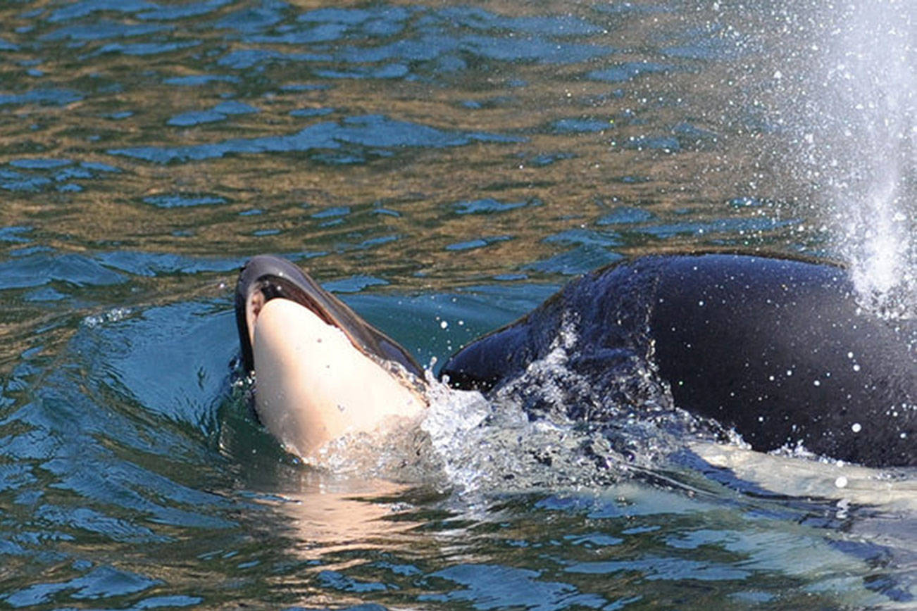 Southern resident orca loses calf shortly after birth