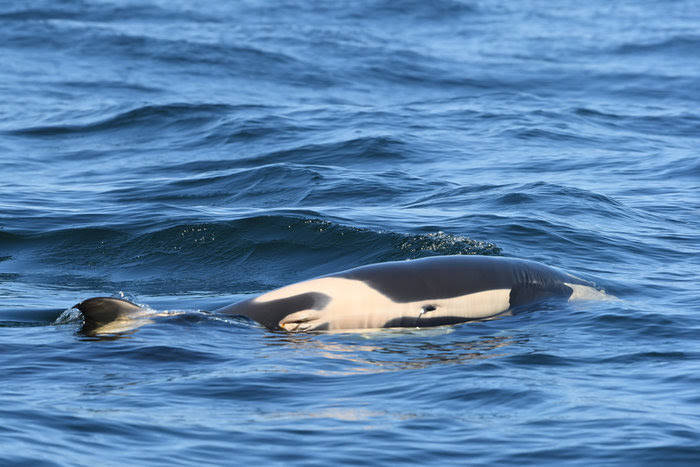 Contributed photo/Dave Ellifrit, Center for Whale Research. J35’s calf was female.