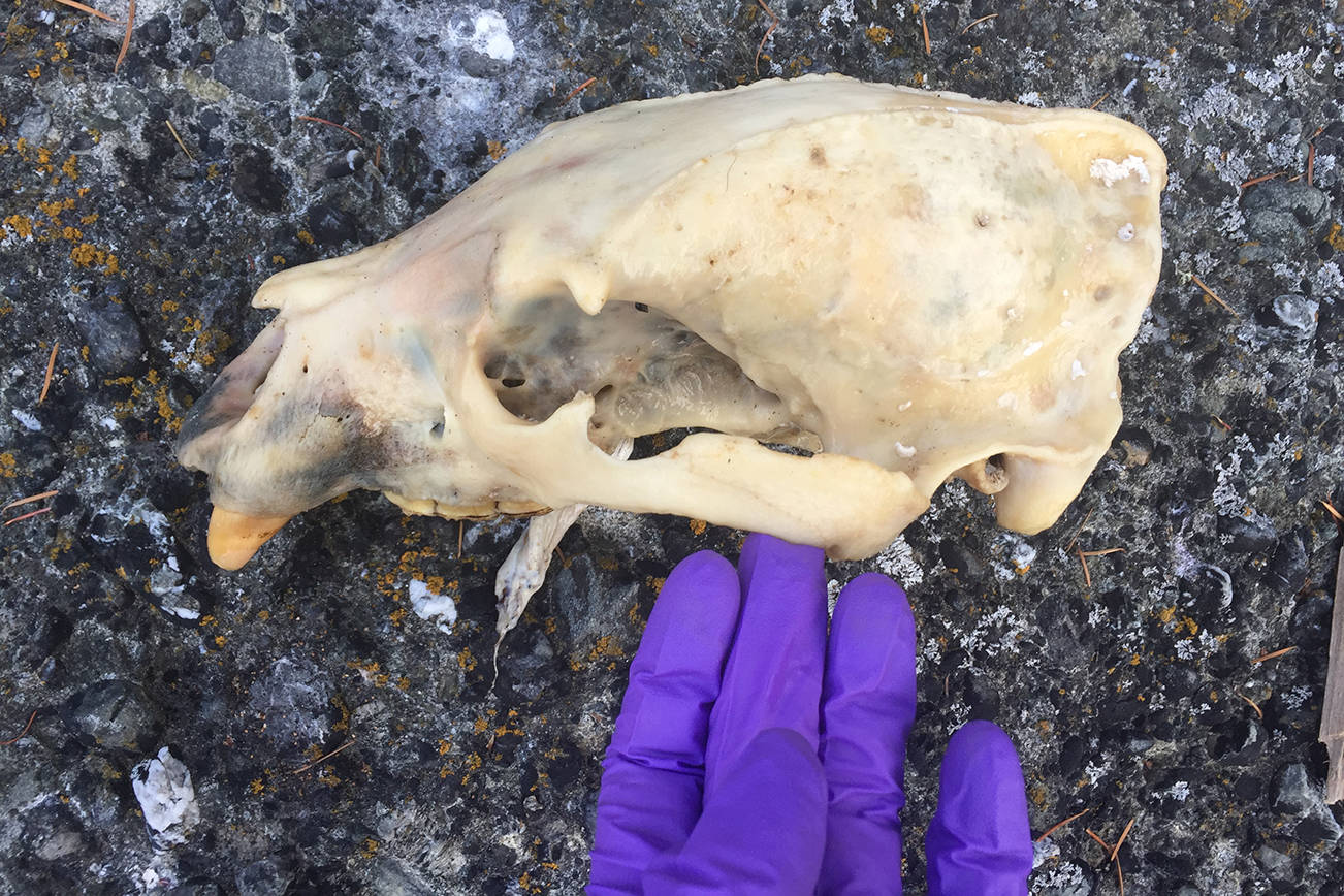 Bear remains found on Matia Island