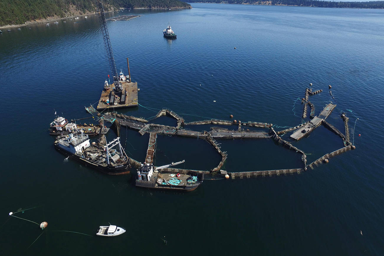 Atlantic salmon introduce disease to native salmon