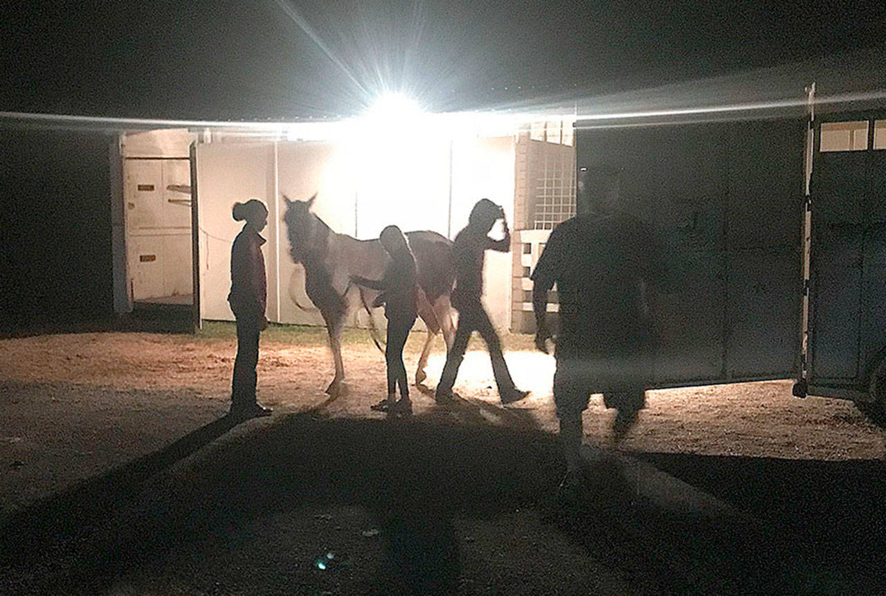 Contributed photo/Angela Douglas Some of the fair participants unloading their horses around midnight.