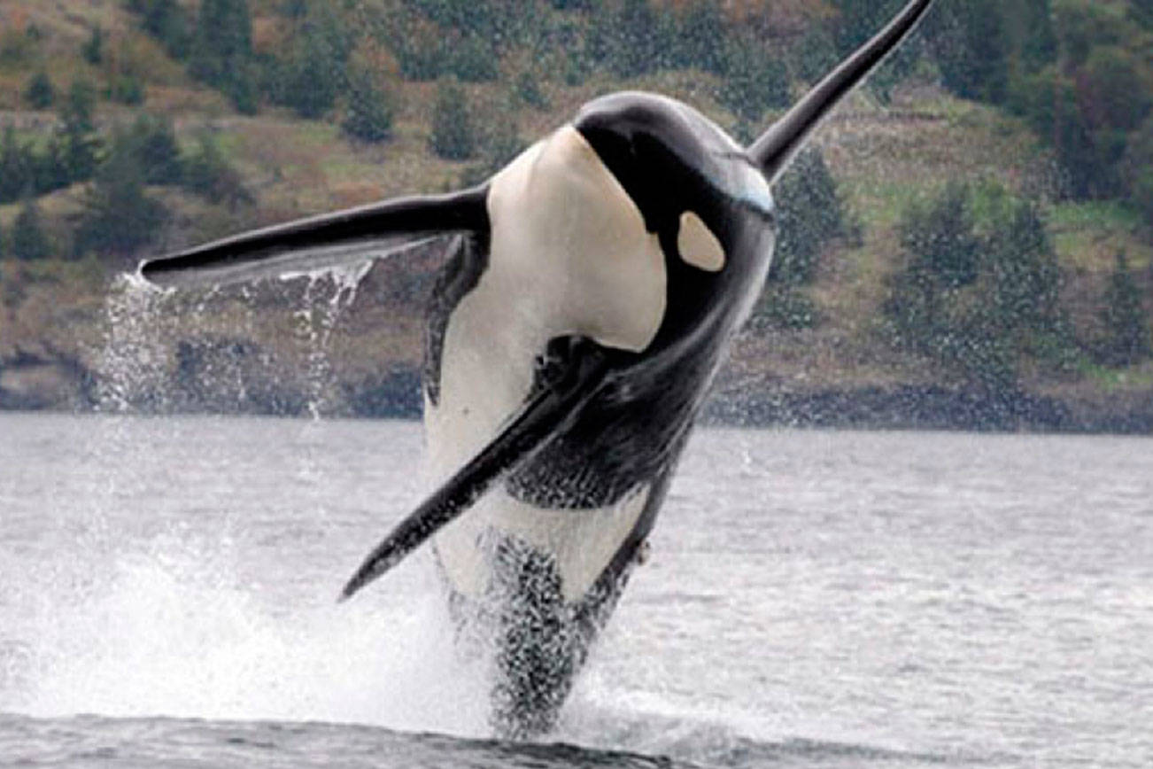 Are contaminants are killing local orcas? | Guest column