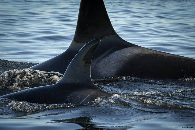 Contributed photo/NOAA Fisheries West Coast under permit 21368                                 J50 beside her sister J42 in August.