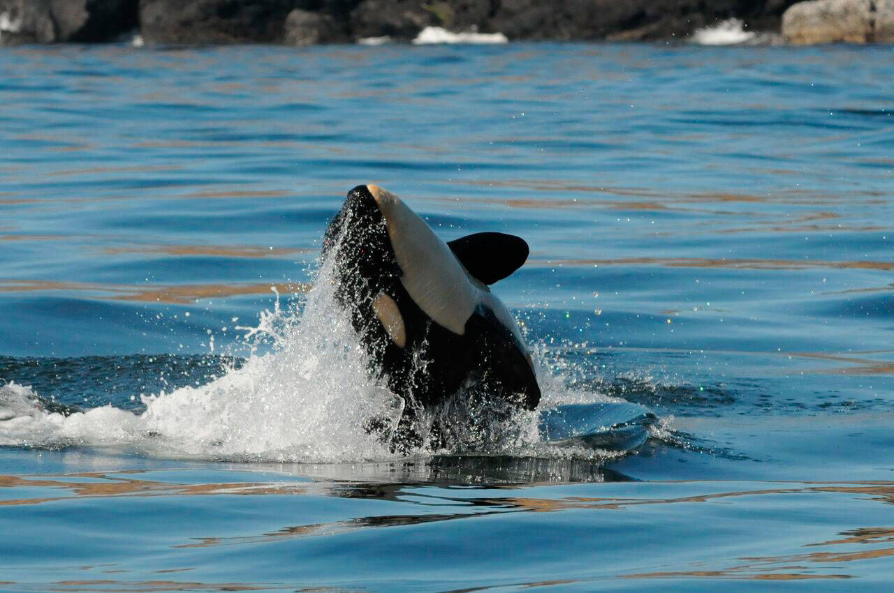 Contributed photo/Center for Whale Research photo by Dave Ellifrit                                J50 being tossed by J42 in 2015.