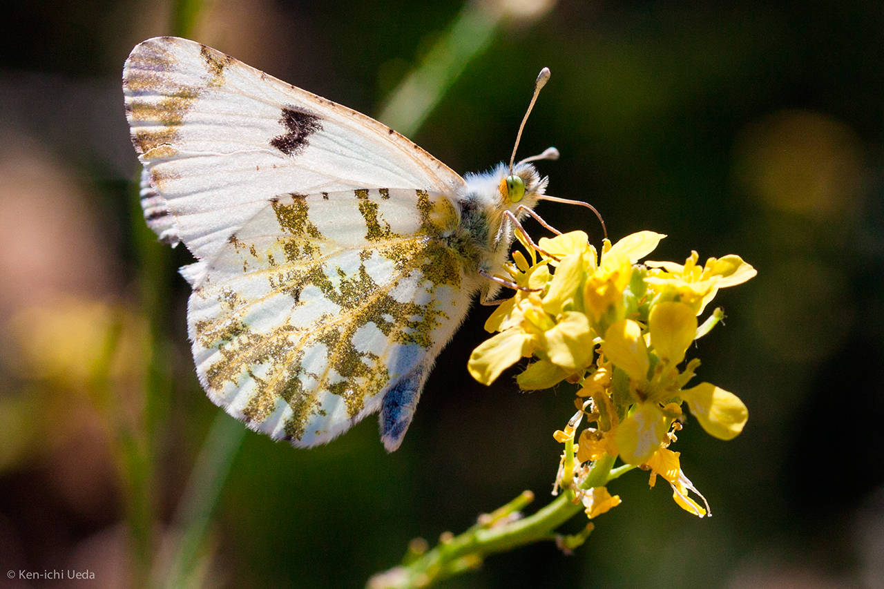 Fish and Wildlife Agencies Seek Help Conserving the Island Marble Butterfly