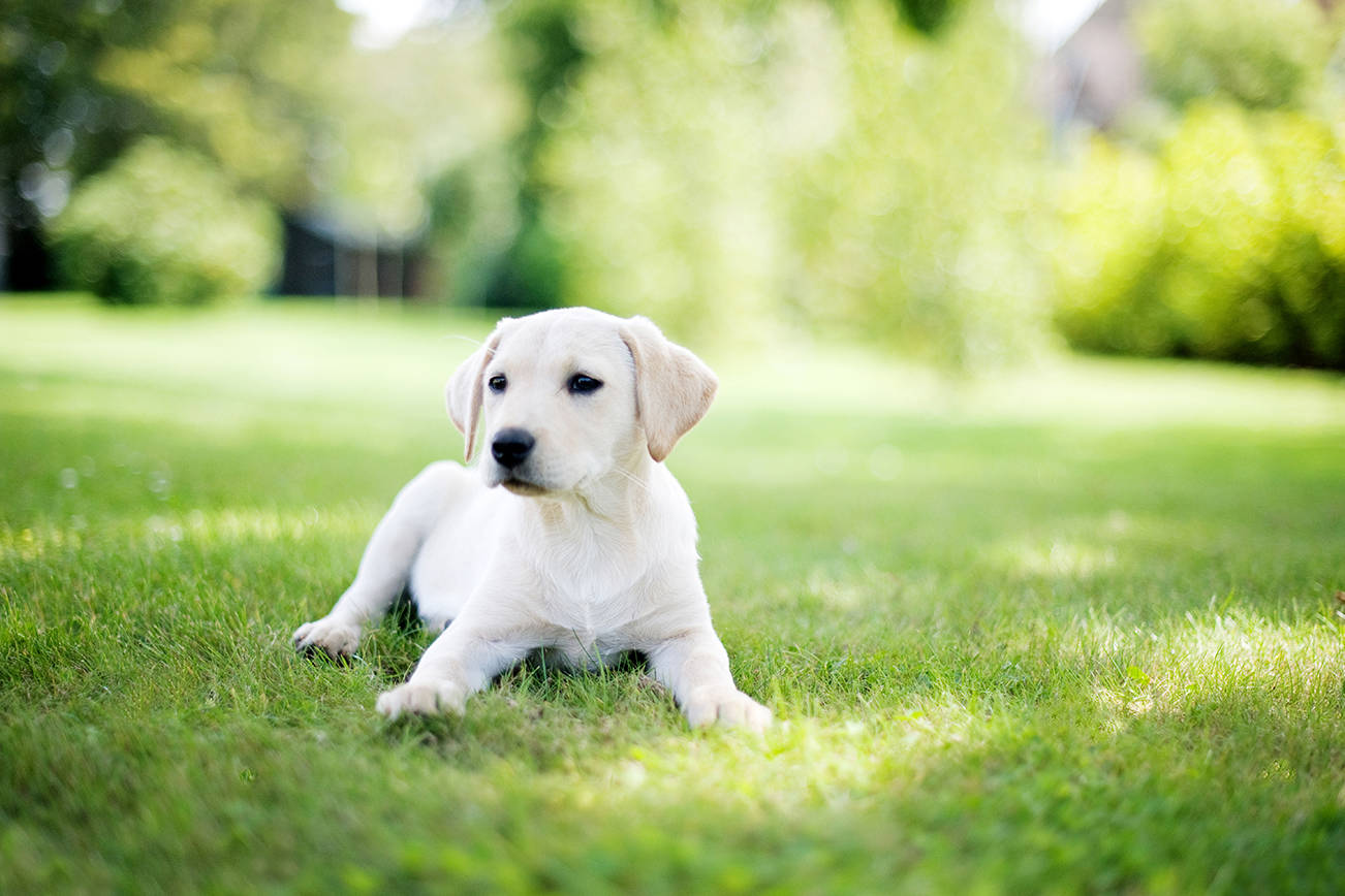 Puppy Party at Lopez Center