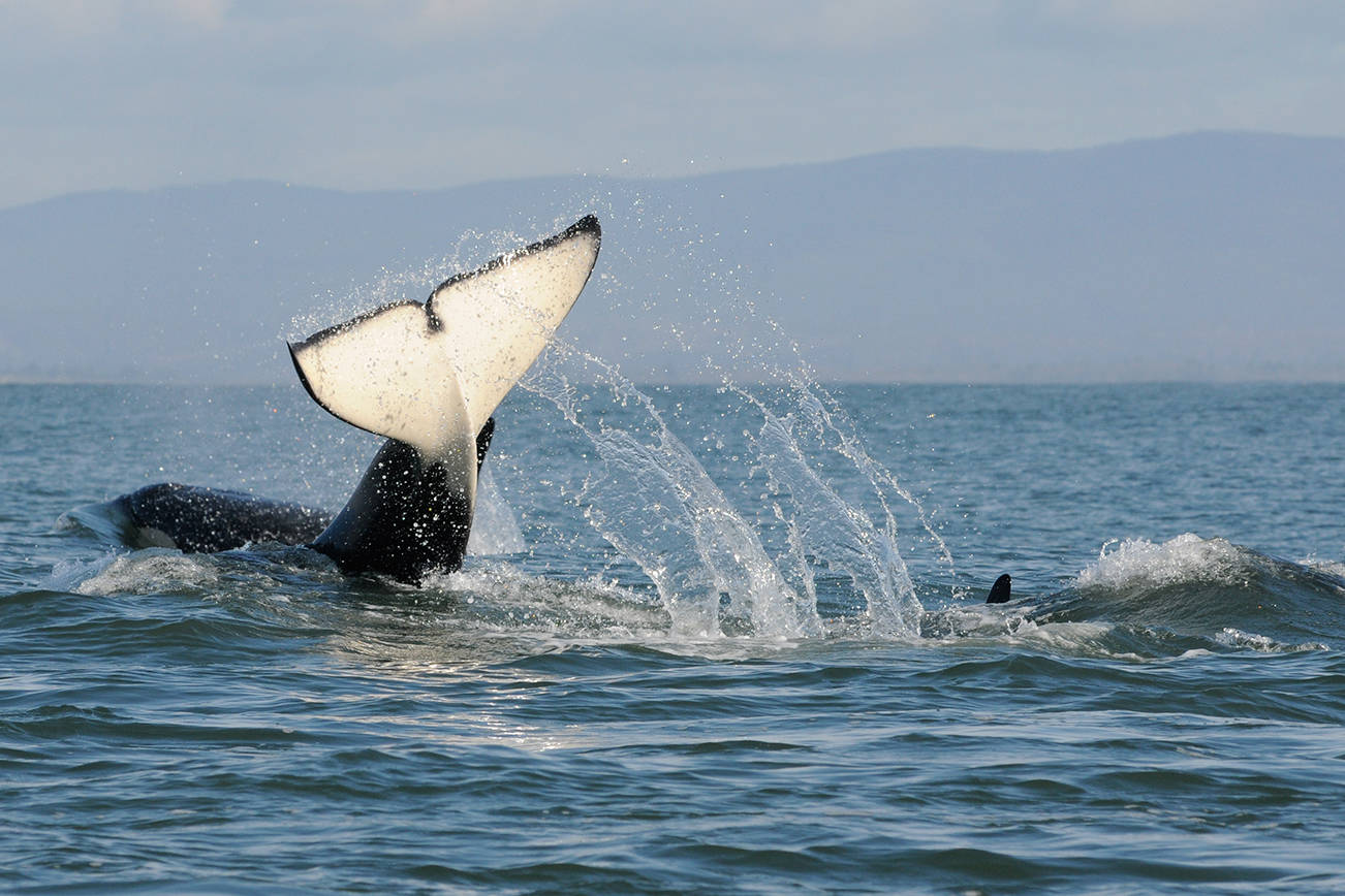Photo by Candice Emmons/NOAA Fisheries                                Left: These protections and improvements will help to secure a future for the orca and salmon in the Salish Sea.