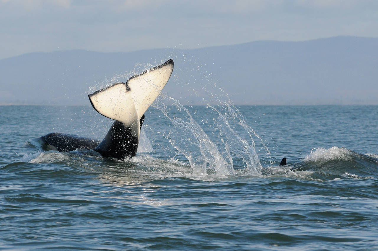 Photo by Candice Emmons/NOAA Fisheries                                Left: These protections and improvements will help to secure a future for the orca and salmon in the Salish Sea.