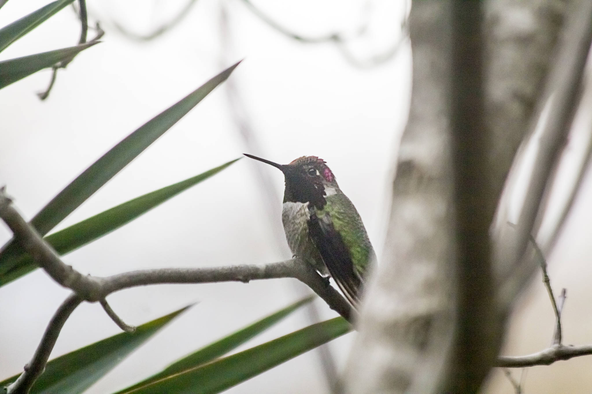 Hummingbirds are hangin’ ‘round