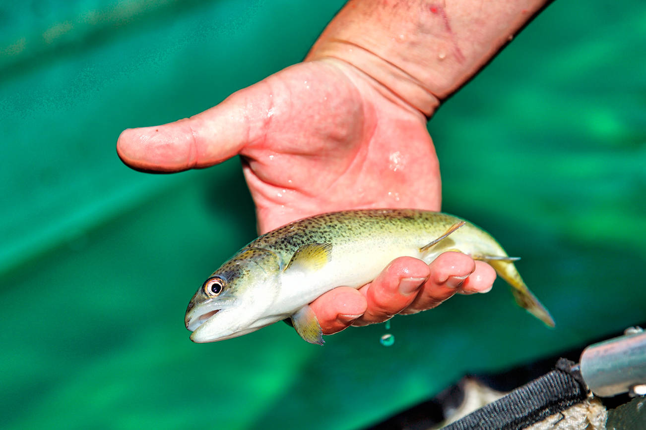 Salish Sea hatcheries to increase salmon stocks