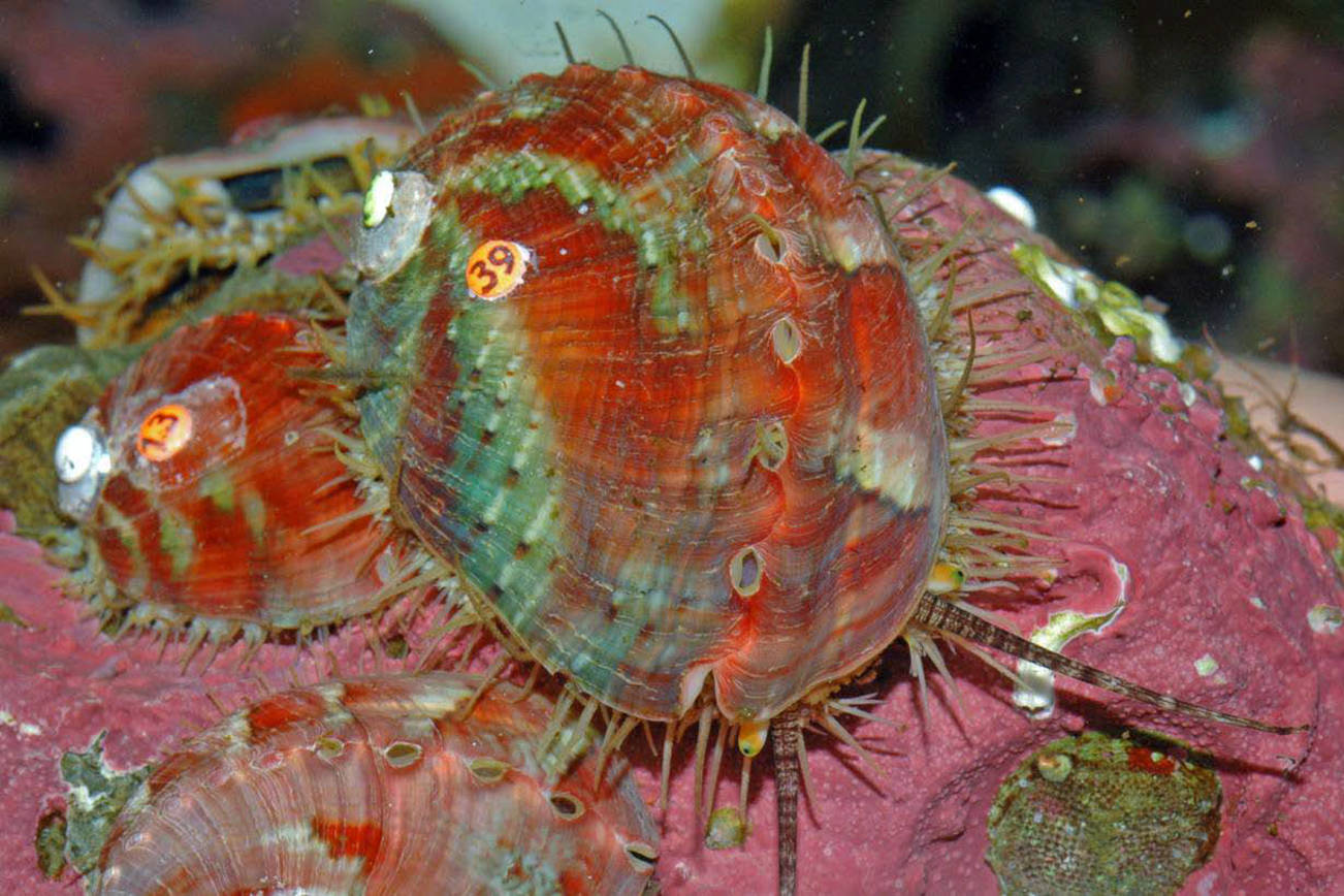 Sea snails struggle in the Salish Sea