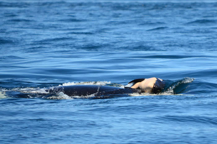 Contributed photo/Michael Weiss, Center for Whale Research                                J35 pushes her dead calf.