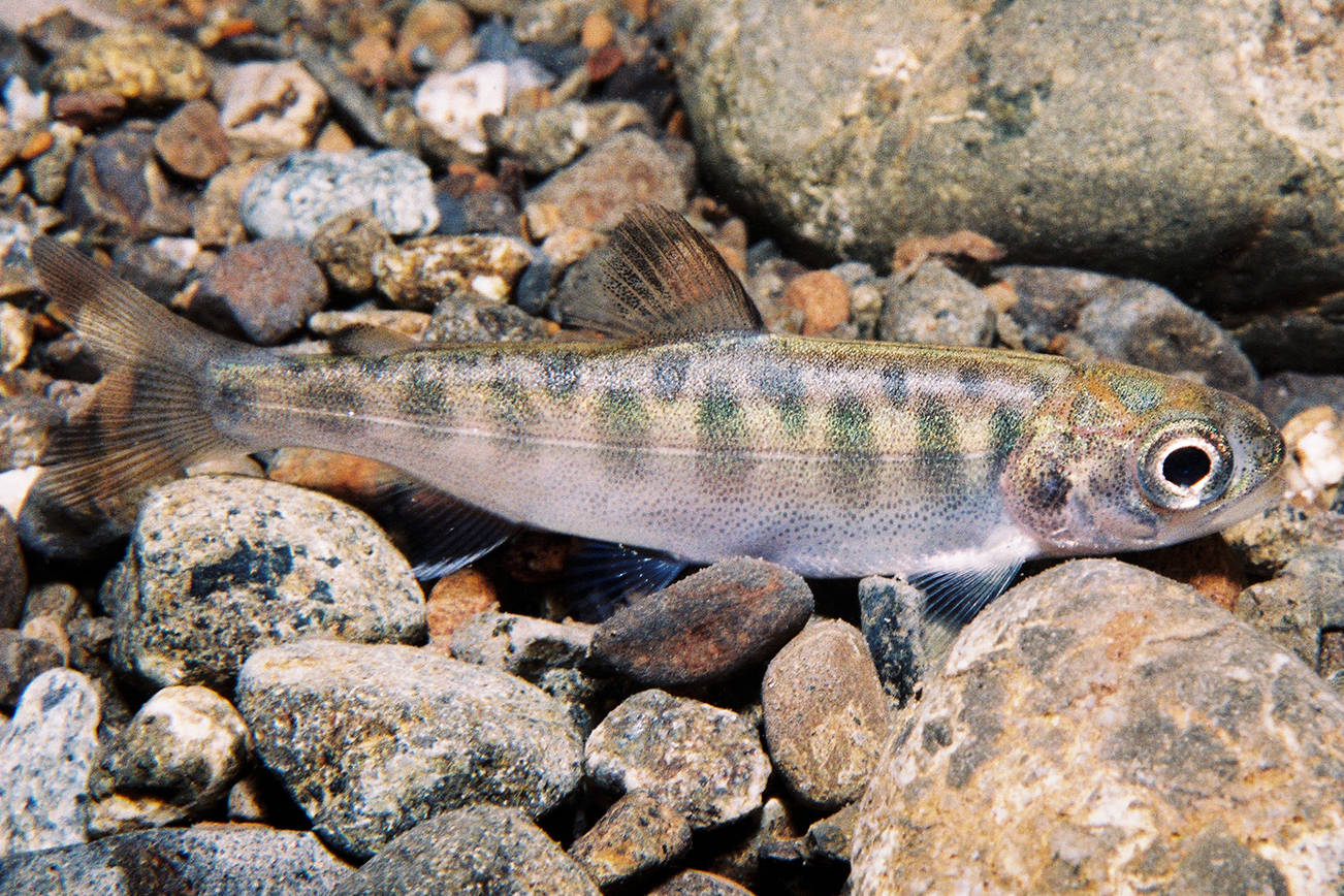 San Juan County projects receive more than $120,000 for salmon recovery