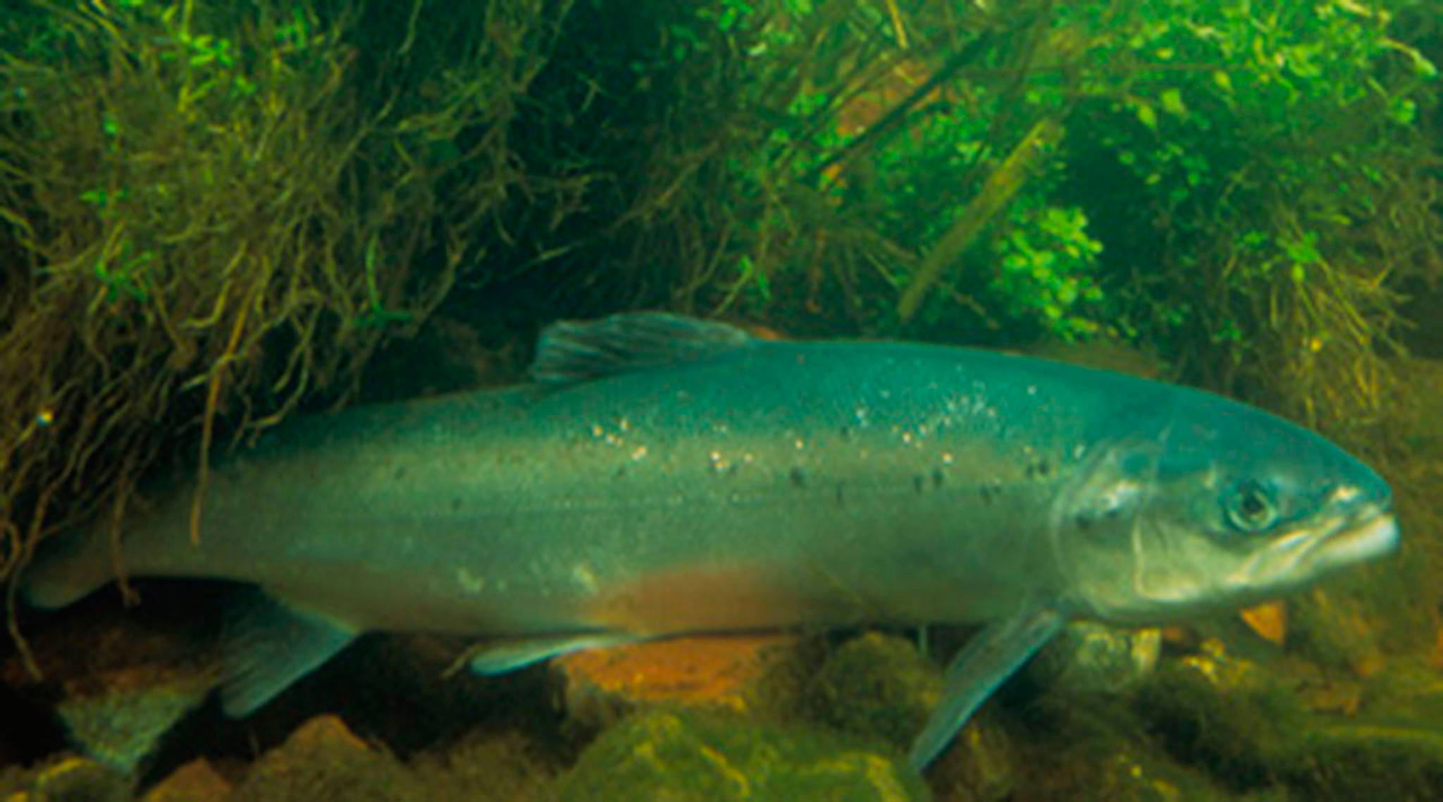 State updates permits to regulate Atlantic salmon farming until 2022 ban