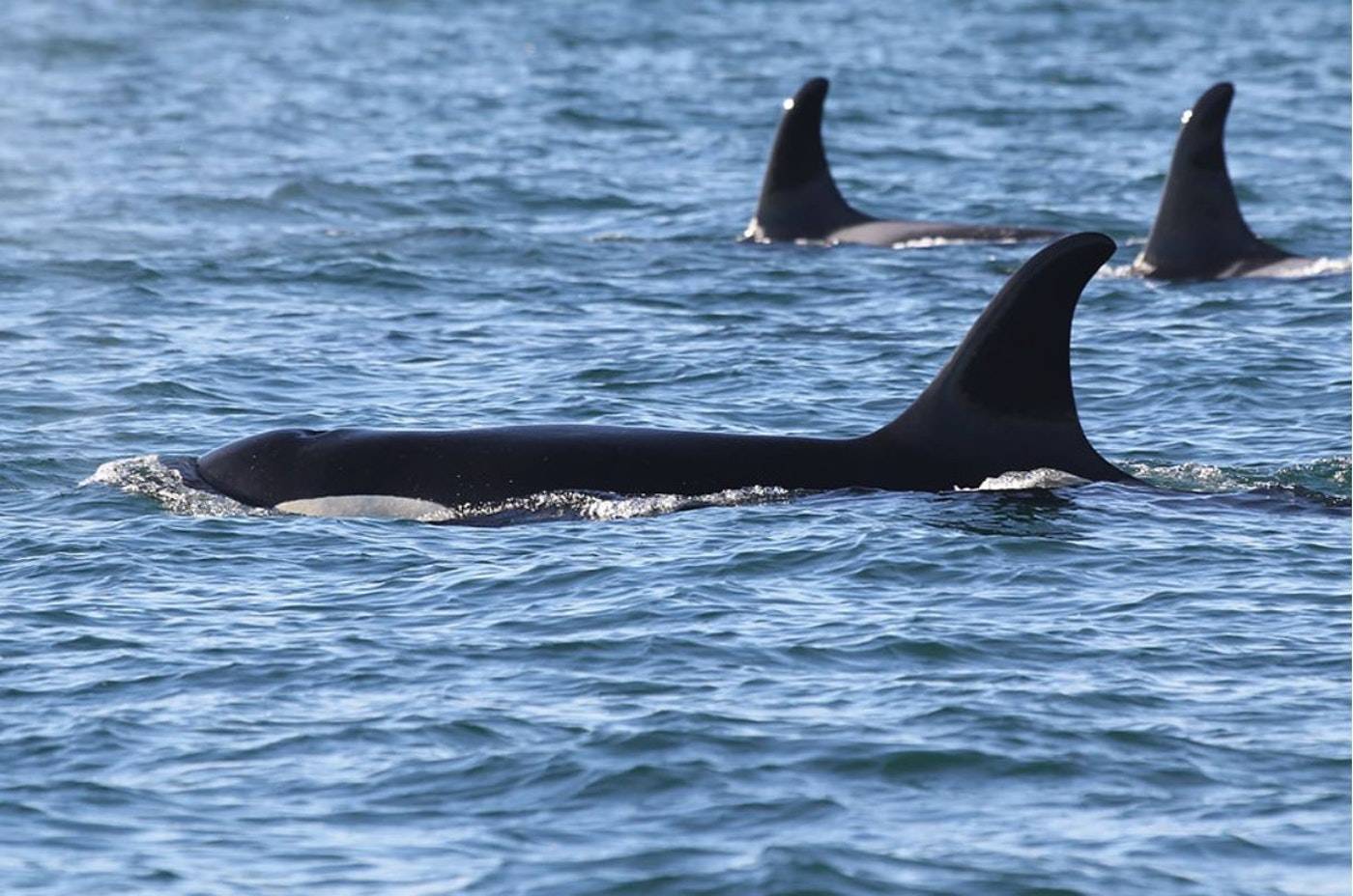 Two Southern resident orcas nearing death