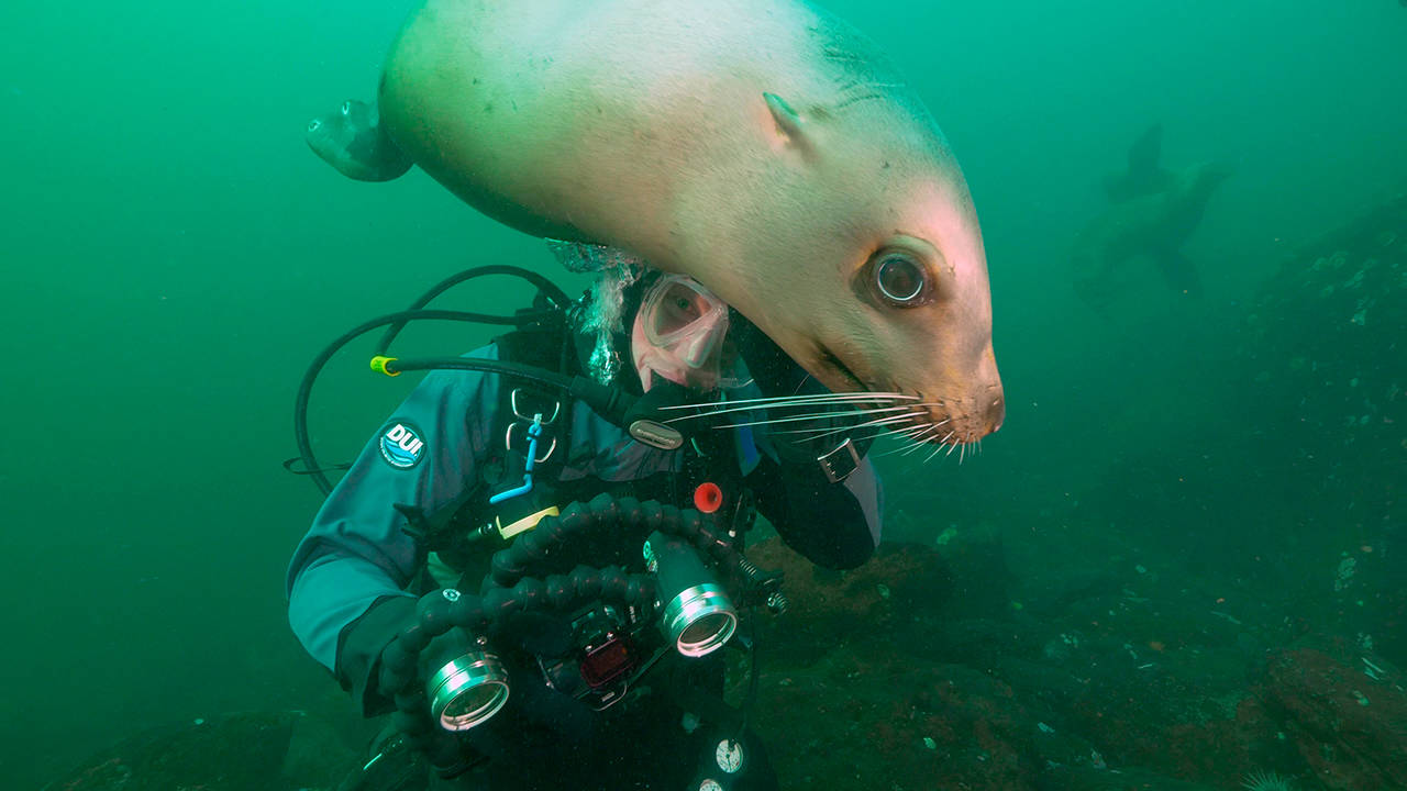 Contributed/Bob Friel photo                                SeaDoc Science Director Joe Gaydos is nuzzled by a Steller sea lion while diving off Hornby Island.