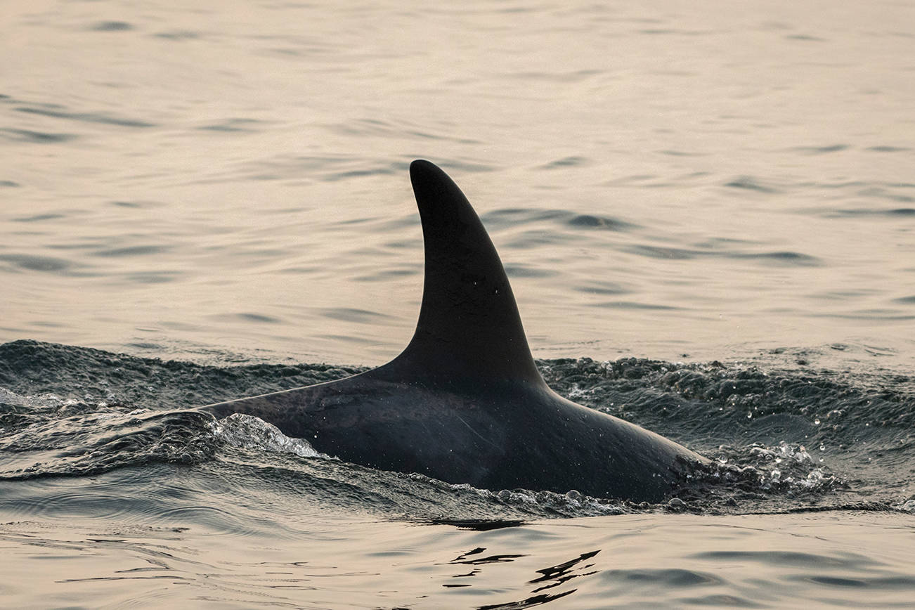 J50 on Aug. 18, 2018. (Photo by Katy Foster/NOAA Fisheries, under permit 18786)