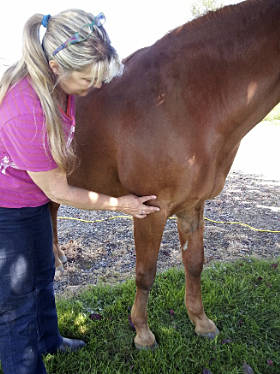 Animal acupressure demonstration at Friday Harbor Animal Shelter