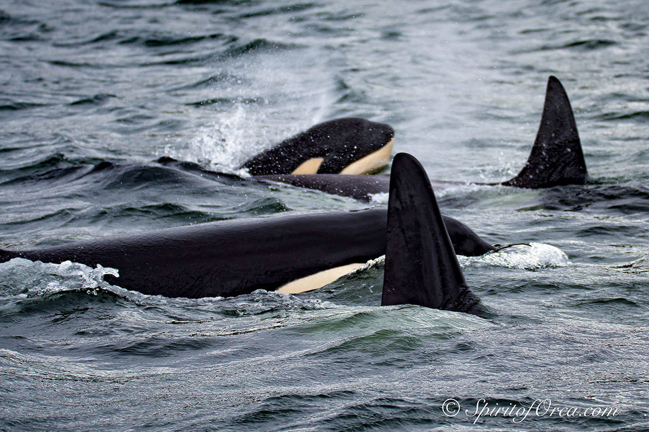 Lawmakers propose new watercraft restrictions to save southern resident orcas