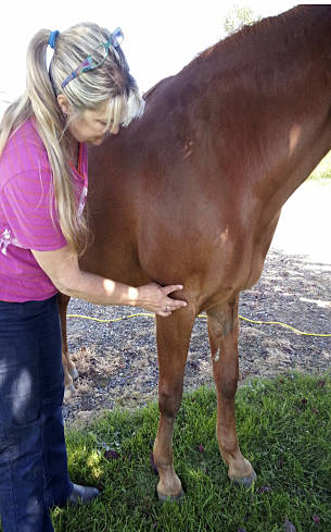 Animal Acupressure Demonstration at Sweet Water Farm