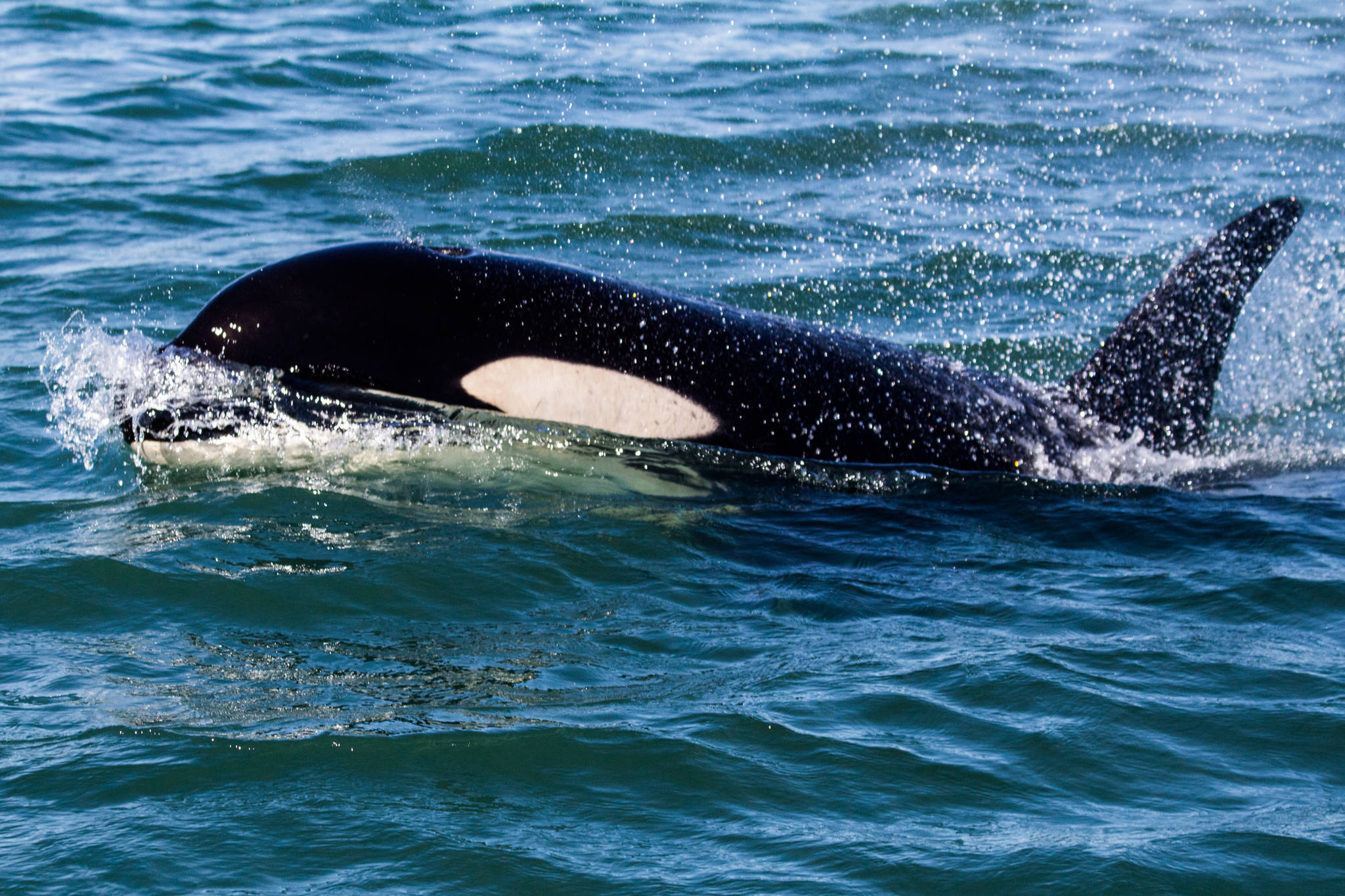 Orca task force unites for year two