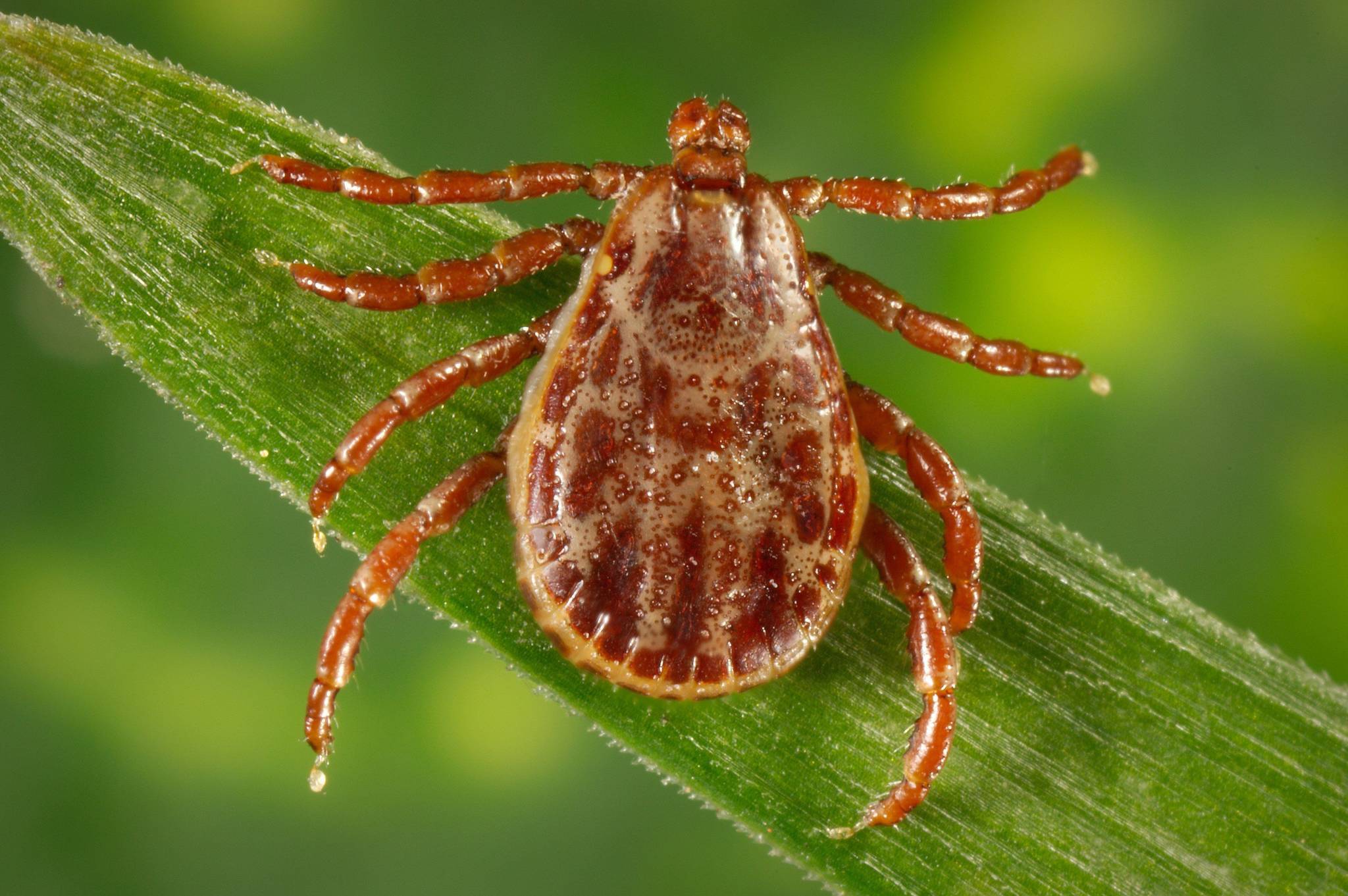 Possible Lyme disease case in San Juan County