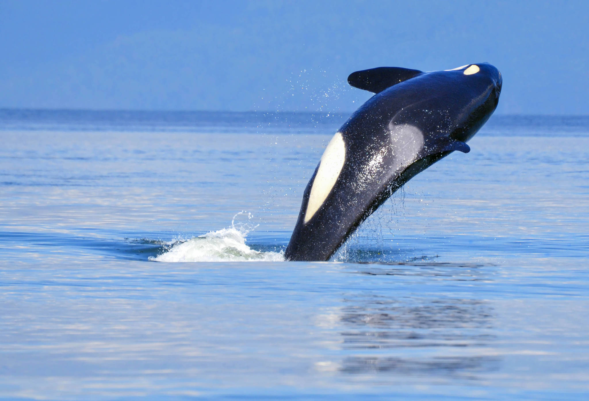 Task force teams up with Canada for orca solutions
