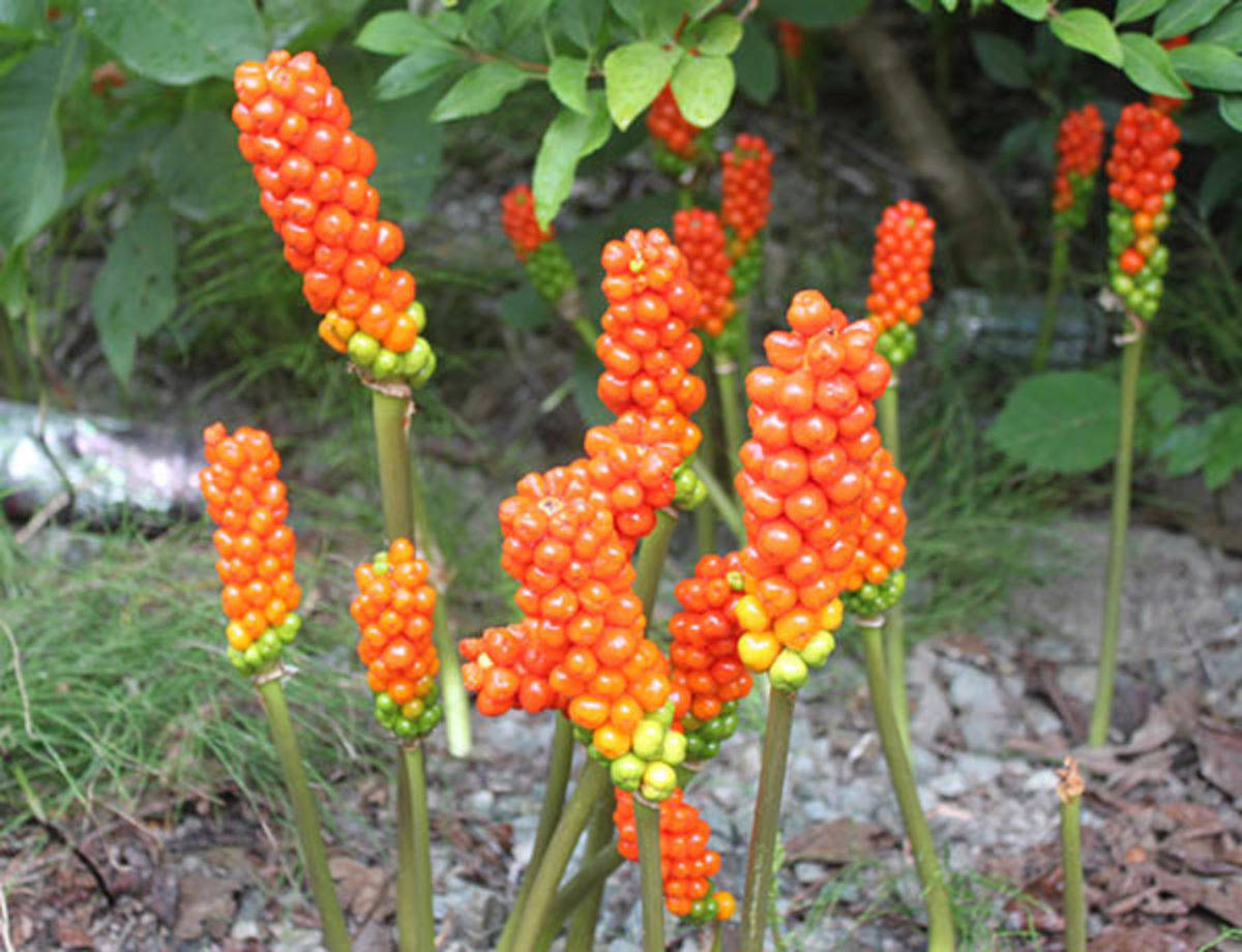 Washington State Noxious Weed Control Board/Contributed photo                                Italian Arum.