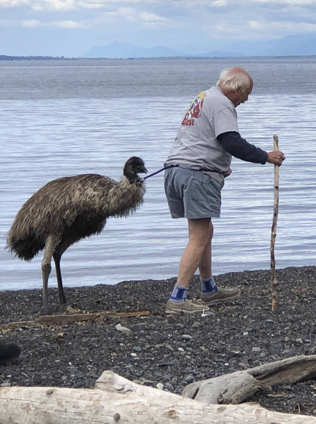 The great Orcas emu rescue