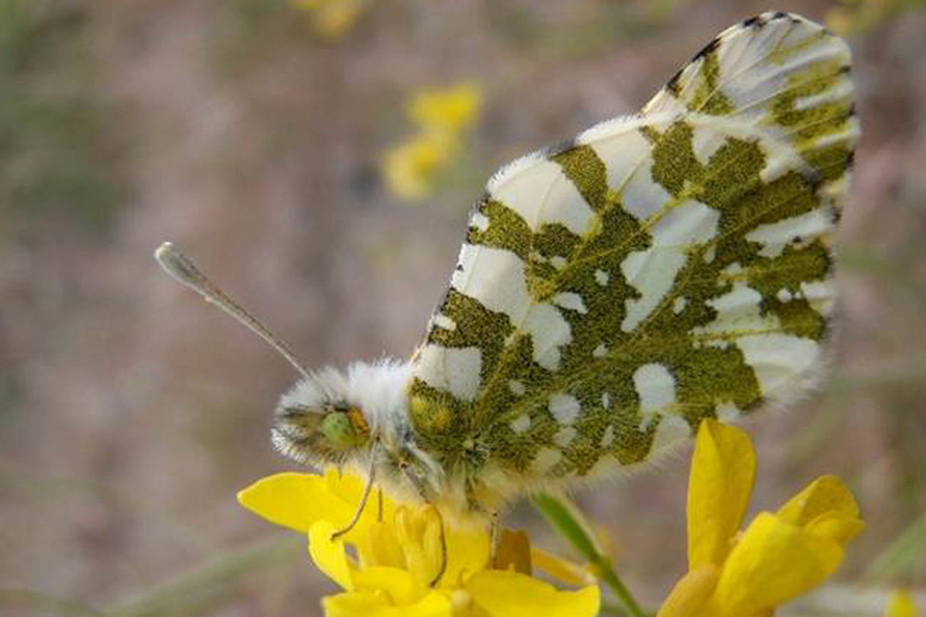 Island Marble butterfly (Thor Hanson/contributed photo)