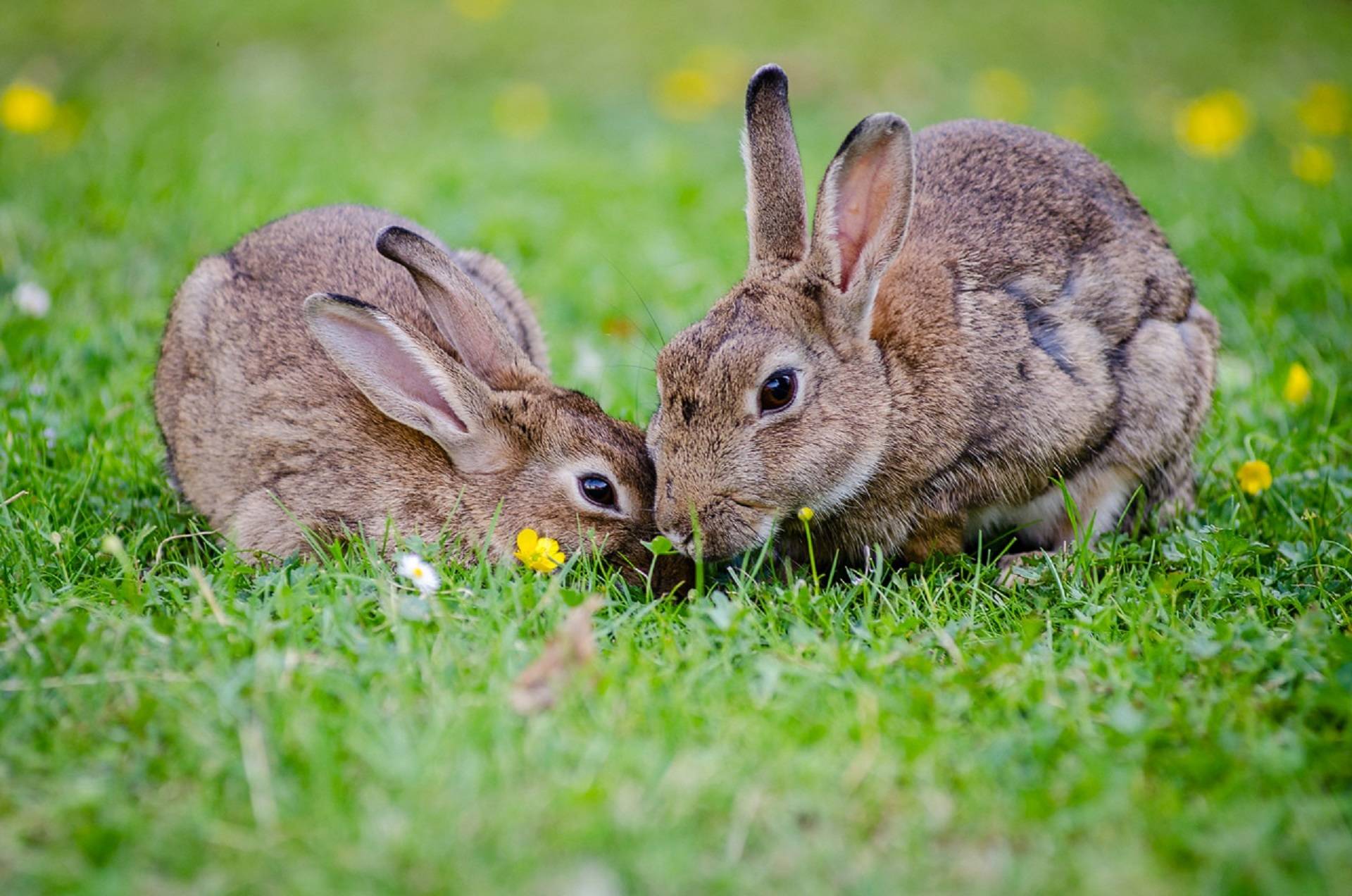 Deadly rabbit disease confirmed in the San Juans