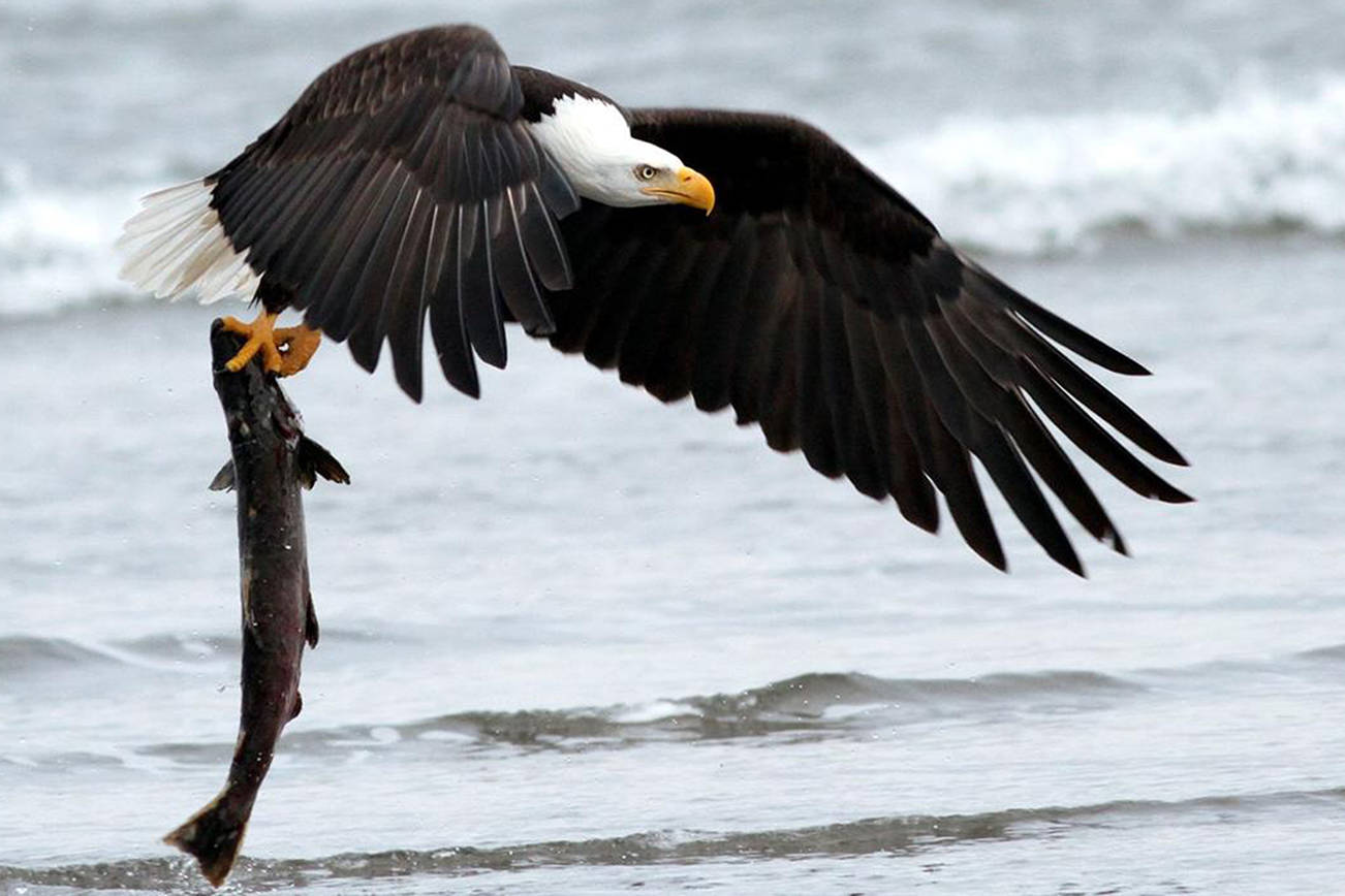 <strong>Neal Main, PacificLight Images/Contributed photo</strong>                                A bald eagle catches a salmon near Del Rey Beach near Seaside, Oregon.