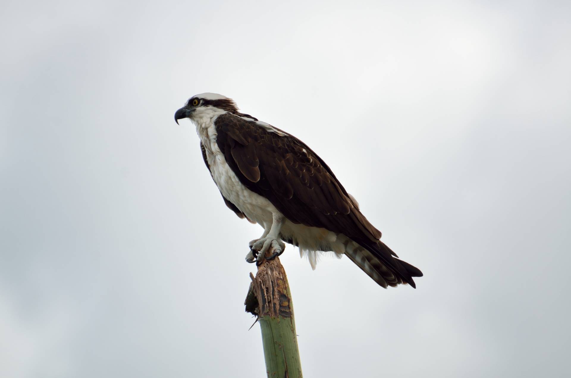 Land bank provides platform for osprey nests