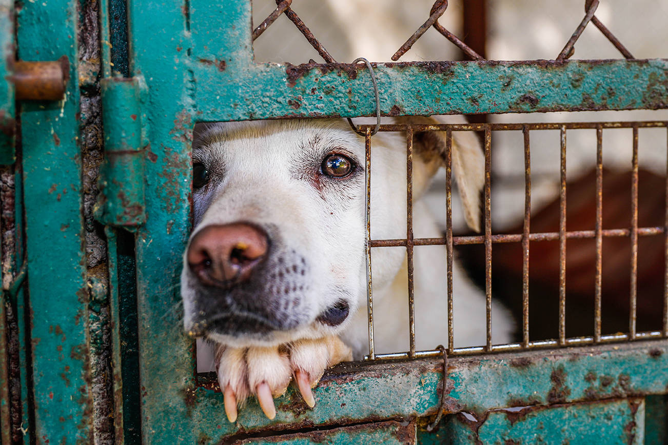 Living in a county without animal control